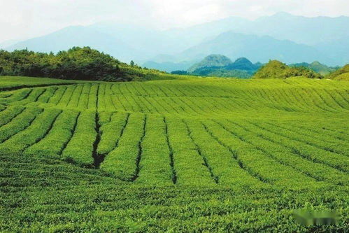 梵凈茶香天下，江口抹茶飄香世界——農副產品銷售的嶄新篇章