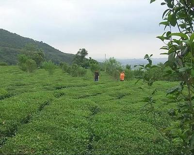 走進(jìn)揭東玉湖，品味自然人文與特色農(nóng)產(chǎn)