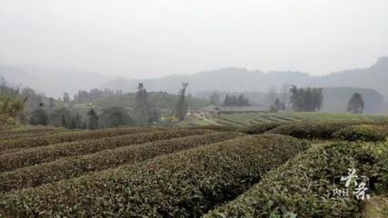 內(nèi)江威遠(yuǎn)萬畝茶園吐新芽 茶農(nóng)采茶迎豐收，農(nóng)副產(chǎn)品銷售新篇章